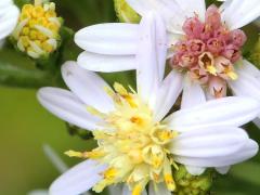 (Drummond's Aster) flowers (Drummond's Aster) flowers