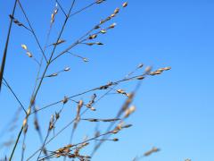 (Switch Grass) fruit (Switch Grass) fruit