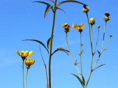 (Tall Coreopsis) (Tall Coreopsis)