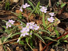 (Spring Beauty) (Spring Beauty)
