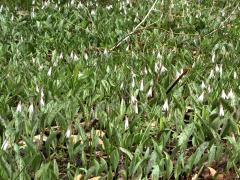 (White Trout Lily) colony (White Trout Lily) colony
