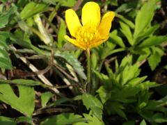 (Hispid Buttercup) (Hispid Buttercup)