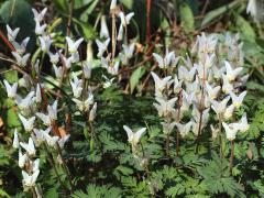 (Dutchman's Breeches) colony (Dutchman's Breeches) colony