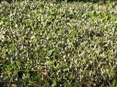 (White Trout Lily) colony (White Trout Lily) colony