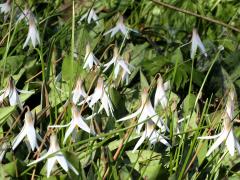 (White Trout Lily) flowers (White Trout Lily) flowers
