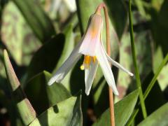 (White Trout Lily) (White Trout Lily)