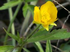(Hispid Buttercup) flower (Hispid Buttercup) flower