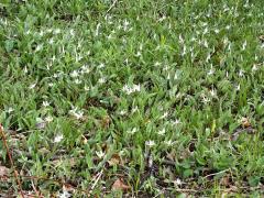 (White Trout Lily) colony (White Trout Lily) colony