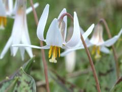 (White Trout Lily) (White Trout Lily)