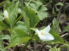 (Large White Trillium) (Large White Trillium)