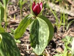 (Red Trillium) (Red Trillium)