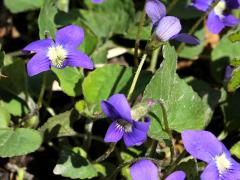 (Common Blue Violet) (Common Blue Violet)
