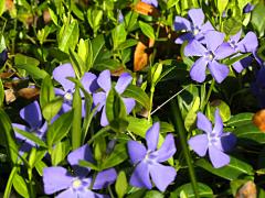 (Periwinkle) (Periwinkle)