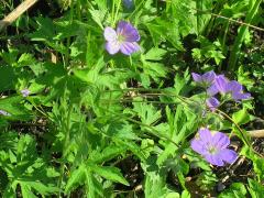 (Wild Geranium) (Wild Geranium)