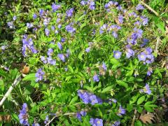(Jacob's Ladder) (Jacob's Ladder)