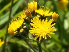 (Field Hawkweed) flowers (Field Hawkweed) flowers