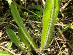 (Field Hawkweed) leaves (Field Hawkweed) leaves