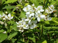 (Common Blackberry) (Common Blackberry)