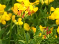 (Bird's-foot Trefoil) colors (Bird's-foot Trefoil) colors