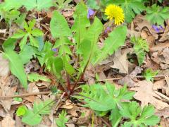 (Common Dandelion) (Common Dandelion)