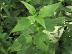 (White Snakeroot) (White Snakeroot)