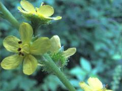 (Tall Hairy Agrimony) (Tall Hairy Agrimony)