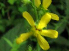 (Beaked Agrimony) (Beaked Agrimony)