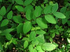 (Spreading Dogbane) (Spreading Dogbane)