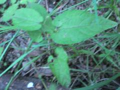 (Dutchman's Pipe) (Dutchman's Pipe)