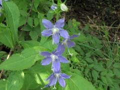 (Tall Bellflower) (Tall Bellflower)