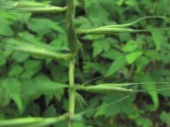 (Bottlebrush Grass) (Bottlebrush Grass)
