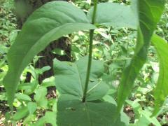 (Upland Boneset) leaves (Upland Boneset) leaves