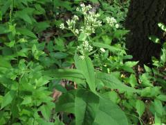 (Upland Boneset) plant (Upland Boneset) plant