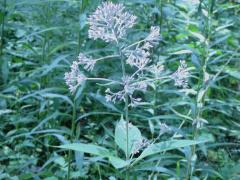 (Purple Joe Pye Weed) (Purple Joe Pye Weed)