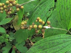 (Feathery False Soloman's Seal) fruit (Feathery False Soloman's Seal) fruit