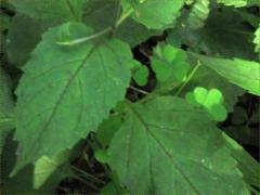 (American Lopseed) leaves (American Lopseed) leaves