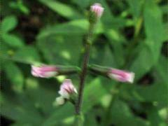 (American Lopseed) plant (American Lopseed) plant