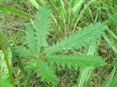(Sulfur Cinquefoil) (Sulfur Cinquefoil)