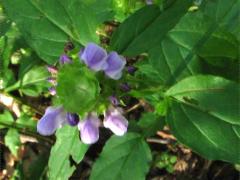 (Self Heal) (Self Heal)