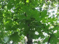 (Black Oak) (Black Oak)