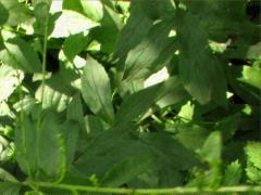 (Elm-Leaved Goldenrod) (Elm-Leaved Goldenrod)