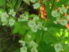 (Japanese Hedge-Parsely) (Japanese Hedge-Parsely)