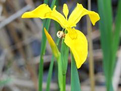 (Yellow Iris) (Yellow Iris)