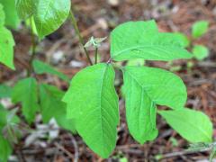 (Poison Ivy) (Poison Ivy)