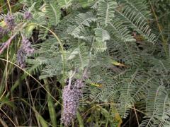 (Lead Plant) (Lead Plant)