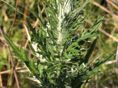 (Field Thistle) (Field Thistle)