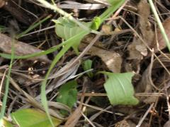 (Pasture Thistle) hillii (Pasture Thistle) hillii