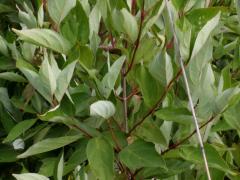 (Gray Dogwood) (Gray Dogwood)