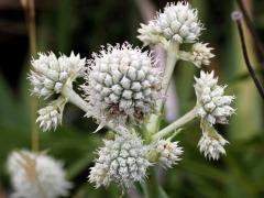 (Rattlesnake Master) (Rattlesnake Master)