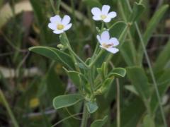 (Flowering Spurge) (Flowering Spurge)